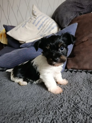 Biewer Yorkshire Terrier Welpen 