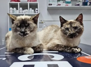 Melody & Orphelia Ruhiges Dreamteam sucht chillige Familie