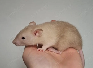 Junge Farbratten Weibchen demnächst abzugeben! Warteliste möglich!