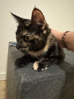 2 liebevolle Katzen suchen hier ihr neues Zuhause 