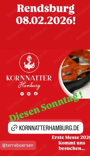 Kornnatter Männchen Dobby Amel Cinder 5 24