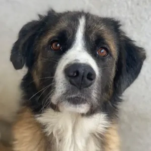 Beetles, geb. ca. 11 2024, lebt in GRIECHENLAND, im städt. Tierheim Serres