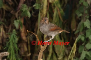 Rotkehl-Gimpeltangaren - Loxigilla noctis Bild 2