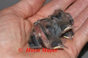 Rotkehl-Gimpeltangaren - Loxigilla noctis Bild 3