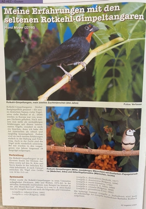 Rotkehl-Gimpeltangaren - Loxigilla noctis Bild 4