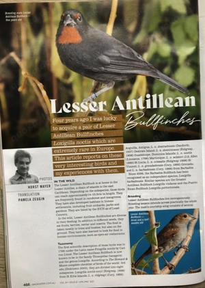 Rotkehl-Gimpeltangaren - Loxigilla noctis Bild 5