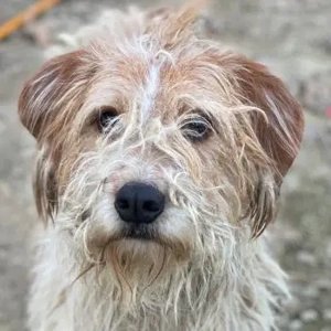 Damian, geb. ca. 01 2023, lebt in GRIECHENLAND, auf einer privaten Pflegestelle