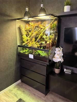 Exo Terra Paludarium 90 45 90 cm   komplett eingerichtet mit Beregnung, Lampen & Zubehör