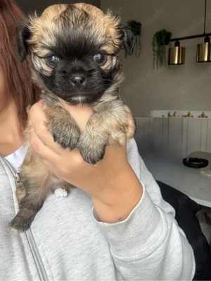 Chihuahua-Welpen Langhaar unsere welpen sind da