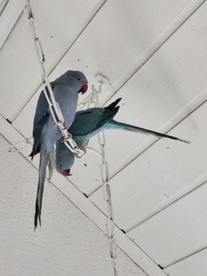 Halsbandsittich Indian Ring Neck Parrot