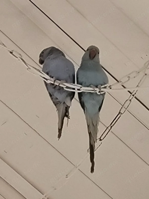Halsbandsittich Indian Ring Neck Parrot