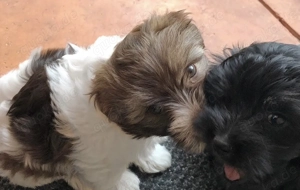 Zuckersüße Bolonka Zwetna Welpen Rüde und Hündin mit Ahnentafel sucht ein liebevolles Zuhause