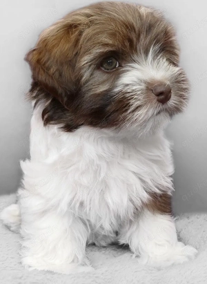 Super Bolonka Zwetna Welpen mit Papieren 