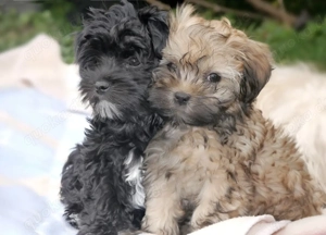 Excellent Bolonka Zwetna Welpen Rüden und Hündinnen mit Papieren 