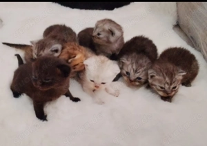 BKH kitten schöne Farbe bereits zum Reservierung