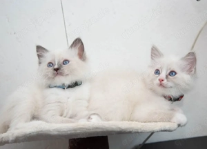 Traumhafte Ragdolls Kitten Abgabe ab 08.02.26