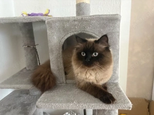 Junger Deckkater perser birma ragdoll mix
