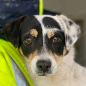 Julia, geb. ca. 08 2025, lebt in GRIECHENLAND, im städt. Tierheim Serres