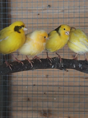 Kanarienvögel