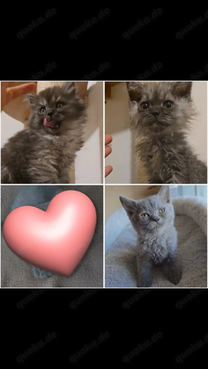 Babykätzchen Mischling 