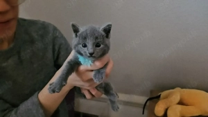 Kätzchen   Russisch Blau   Reinrassig   Ohne STAMMBAUM