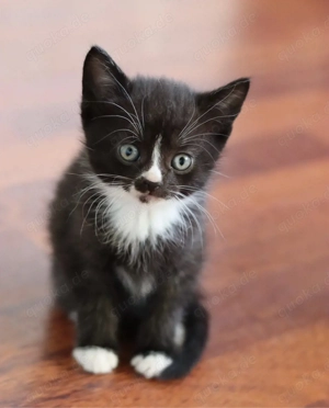 2 katzenbabys, Kitten Kater, BKH mix