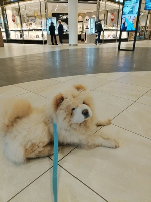 chow-chowWelpe zu verkaufen