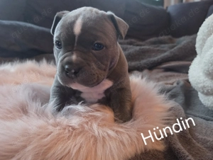 American Pocket Bully