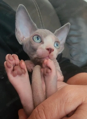 Sphynx-Kätzchen   Geimpft & mit Papieren