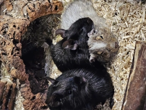3 Degus suchen liebevolles neues Zuhause