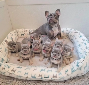 Französische Bulldogge