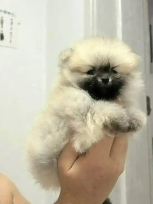 Pomeranian junge