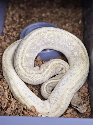 0.1 HGW Mojave Freeway pos Odium Königspython, Python Regius 