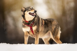 Toffee sucht ihr Perfect Match