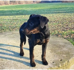 Pinscher x Bulldog Welpen.