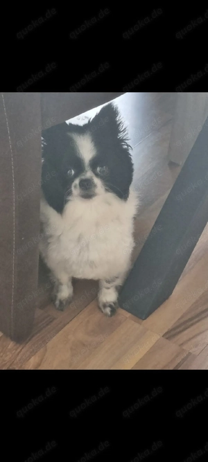 pomschi Hündin sucht liebevolles zuhause 