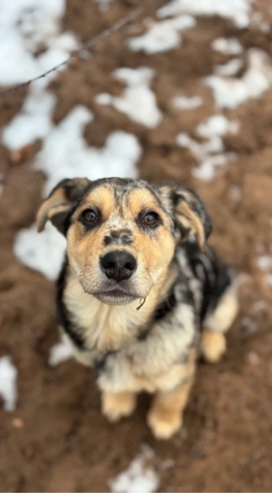 süsses schäferhund Aussie Mädchen sucht Zuhause 