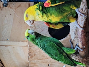 Abzugeben 1,0 wurderschöner Doppelgelbkopf Amazonen Hahn