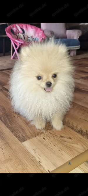 reinrassige pomeranian hündin