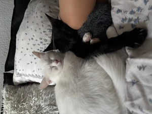 Zwei Katzen in gute Hände abzugeben 