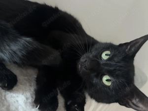 Zwei Katzen in gute Hände abzugeben  Bild 2