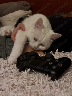 Zwei Katzen in gute Hände abzugeben  Bild 3