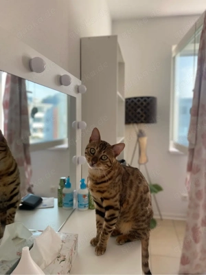 Liebevolle Katze in gute Hände abzugeben