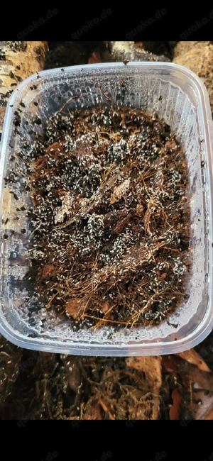 Springschwänze Springschwanz Bodenpolizei Collembola tropischer Springschwanz weiß