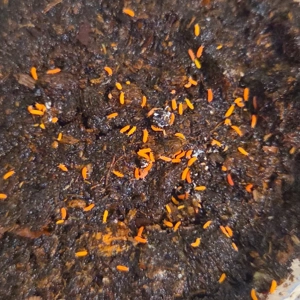 Rote Springschwänze Yuukianura aphoruroides Collembola Bodenpolizei Bilobella braunerae 