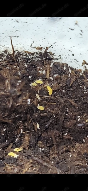 gelbe Springschwänze Springschwanz Ceratophysella sp "yellow albino" Bodenpolizei Collembola 