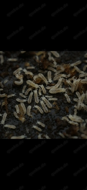 Springschwänze Springschwanz Onychiuridae sp "snowflake" Collembola Bodenpolizei 