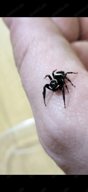 Hasarius adansoni Springspinne Haustier tropisch Spinne