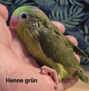 Blaugenick Sperlingspapageien 