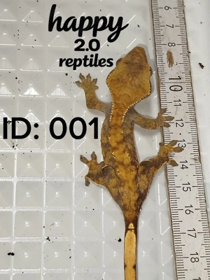 Verschiedene Kronengeckos